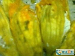 娱乐吃瓜花,吃瓜花背后的故事